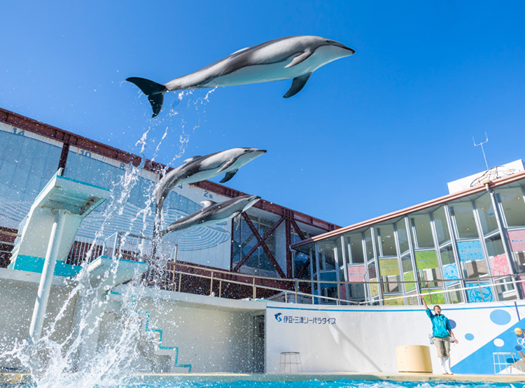 伊豆・三津シーパラダイス01