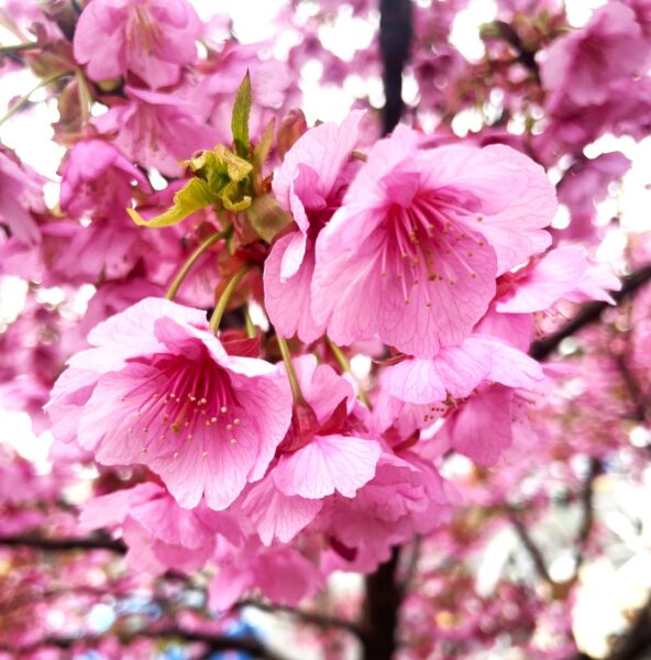 土肥桜が見頃です🌸