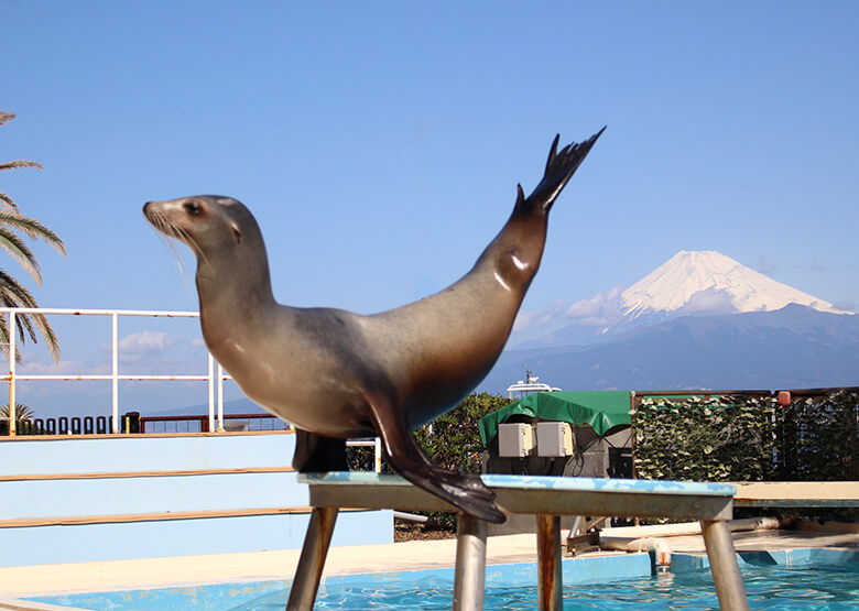 富士山の見える無人島水族館『あわしまマリンパーク』閉園のお知らせ
