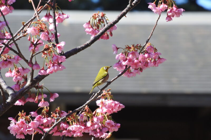 土肥桜が満開を迎えました🌸